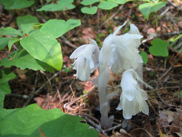 Paradise Creek-109.JPG - Fungus